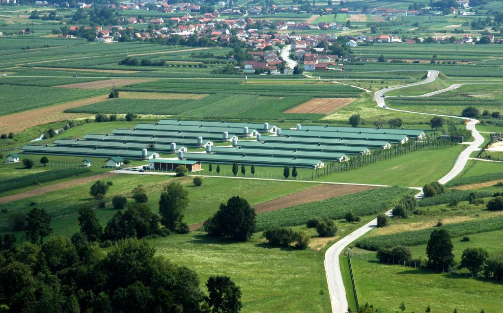 UK chicken and turkey poultry supplier